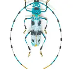 Brooch Pin | Large Beetle