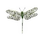 Brooch Pin | Southern Hawker Dragonfly