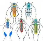 Brooch Pin | Large Beetle