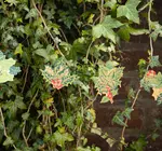 Garland | Recycled Cotton Paper | Holly & Ivy