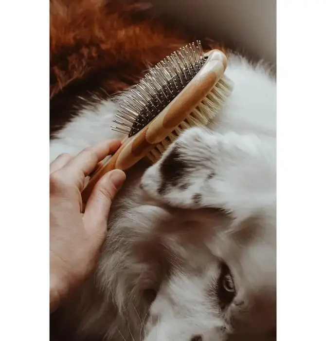 Dog Brush | Two-Sided Bamboo | Sisal Bristles/Wire Brush