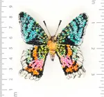 Brooch Pin | Madagascar Sunset Moth