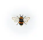 Brooch Pin | Bumble Bee