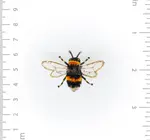 Brooch Pin | Bumble Bee