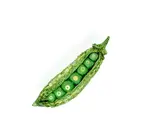 Brooch Pin | Peas
