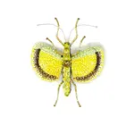 Brooch Pin | Yellow Umbrella Insect