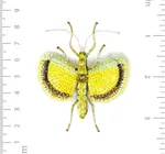 Brooch Pin | Yellow Umbrella Insect