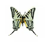 Brooch Pin | Scarce Swallowtail