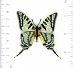 Brooch Pin | Scarce Swallowtail