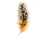 Brooch Pin | Guinea Feather
