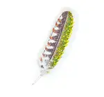 Brooch Pin | Woodpecker Feather