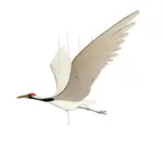 Mobile | Flying | Crane
