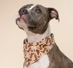 Pet Bandana | Large | Bronco