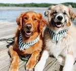 Pet Bandana | Large | Crew