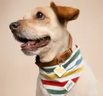 Pet Bandana | Large | Frontier