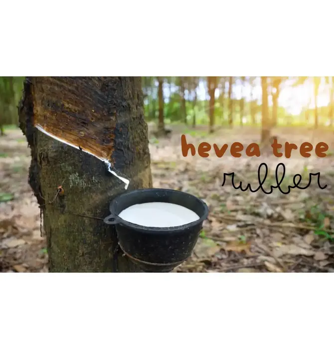 Dog Toy | Ring | Natural Rubber | Green | Medium