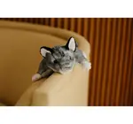 Toy | Animal Plush | Wild Onez | Sugar Glider