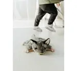 Toy | Animal Plush | Wild Onez | Sugar Glider