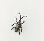 Brooch Pin | Longhorn Beetle