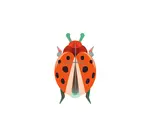 3D Insect Puzzle | Small Beetle