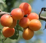 Body Oil | Blue Tansy Apricot