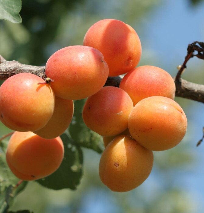 Body Oil | Blue Tansy Apricot