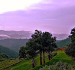 Body Oil | Blue Tansy Apricot