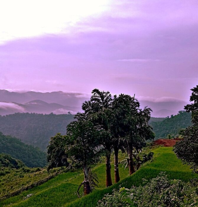 Body Oil | Blue Tansy Apricot