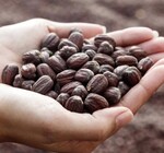 Body Oil | Santal Jojoba