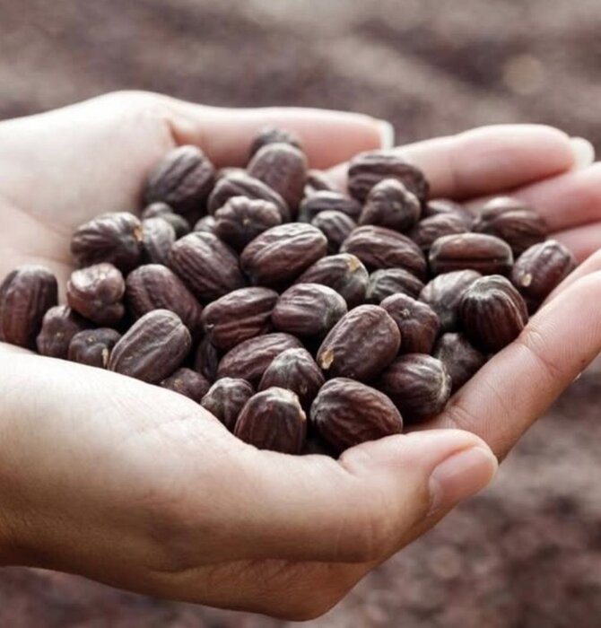 Body Oil | Santal Jojoba