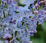 Body Oil | Santal Jojoba