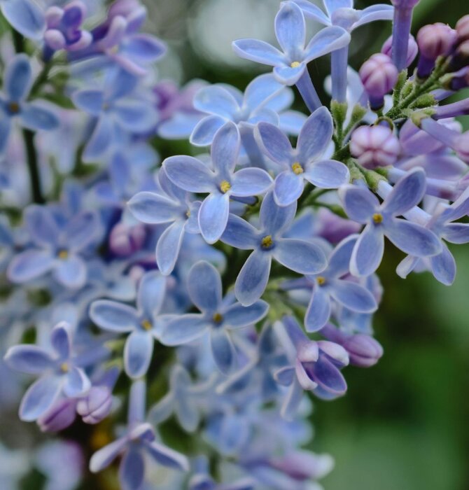 Body Oil | Santal Jojoba