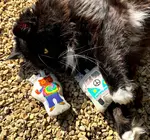 Cat Toy | Crinkle Catnip | Flower-Power