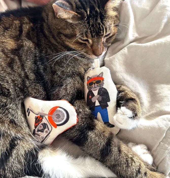 Cat Toy | Crinkle Catnip | Easy Rider