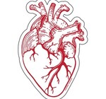 Sticker | Anatomical Heart