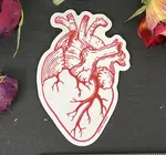 Sticker | Anatomical Heart
