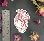 Sticker | Anatomical Heart