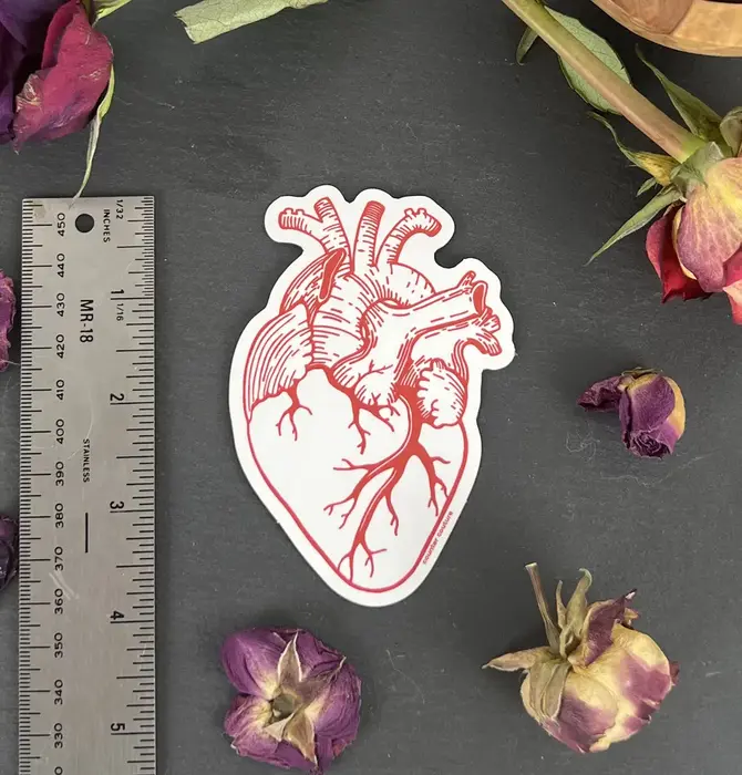 Sticker | Anatomical Heart