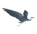 Mobile | Flying | Blue Heron