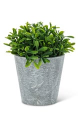 Potted Plant-Woodhill 6.5"