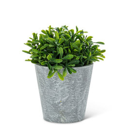 Potted Plant-Woodhill 6.5"