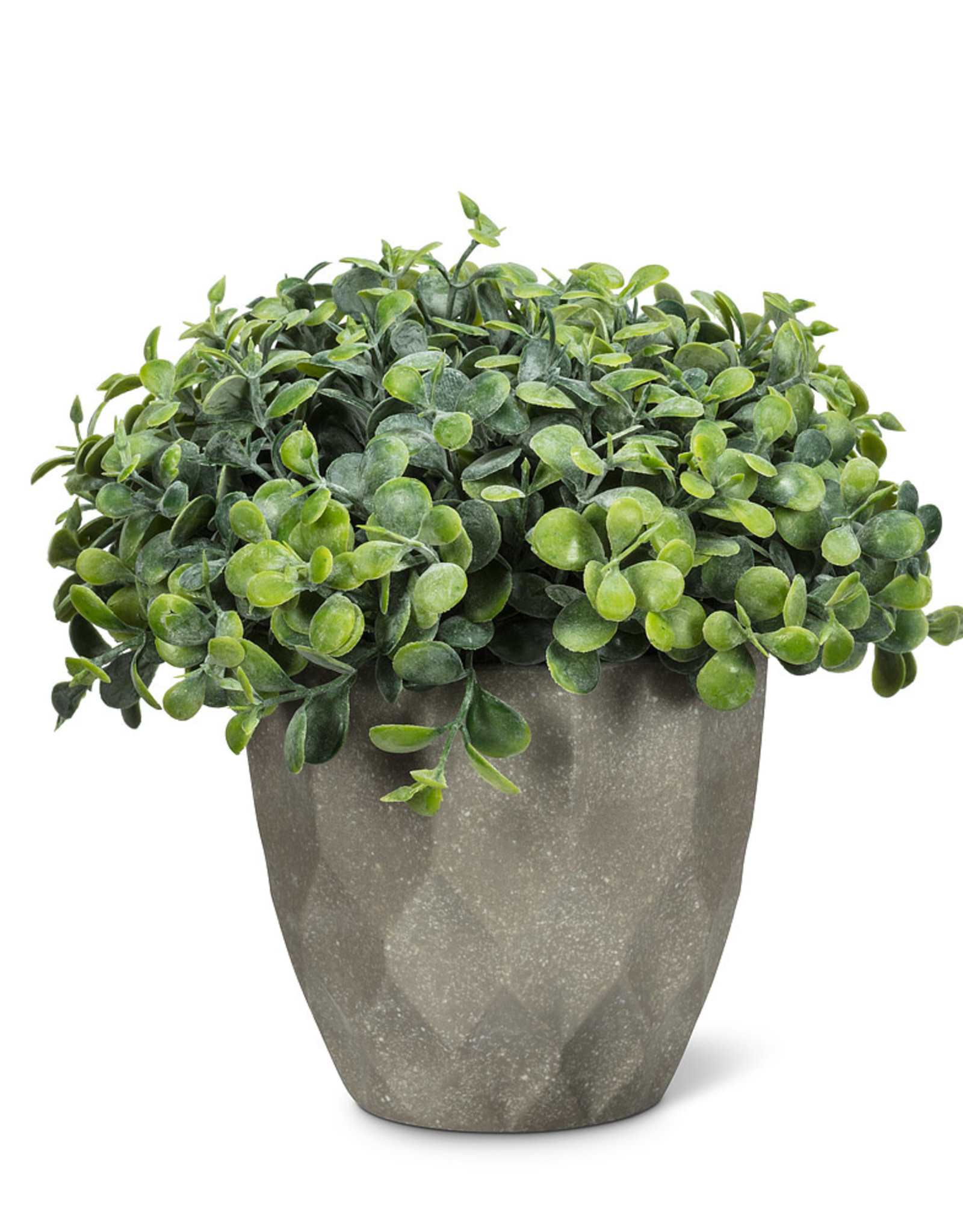 Potted Plant-Woodhill 12-6.5"