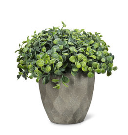 Potted Plant-Woodhill 12-6.5"