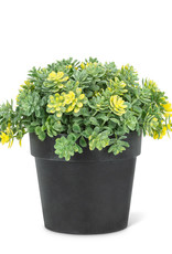 Potted Plant-Yellow Flowering -6"