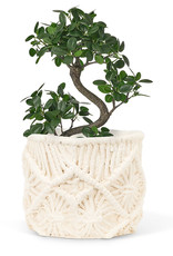 Macrame Planter, Lg 7"