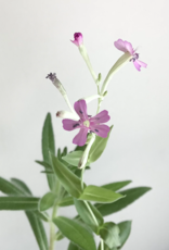 The Good Card Plantable Card-Happy Birthday