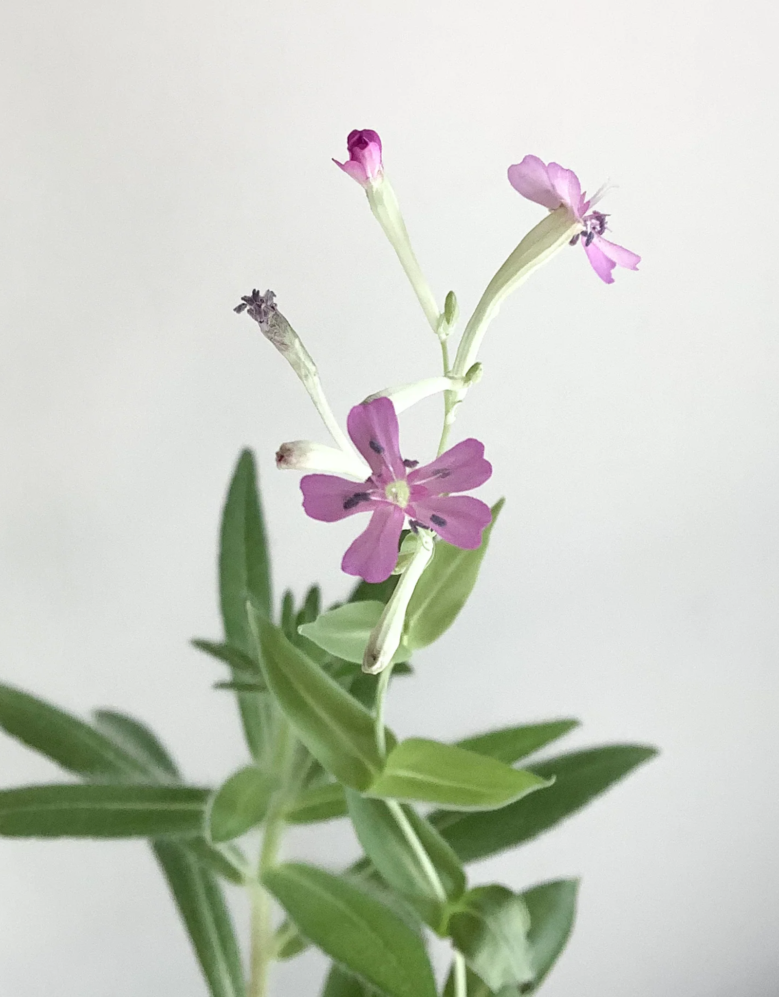 The Good Card Plantable Card-Happy Birthday