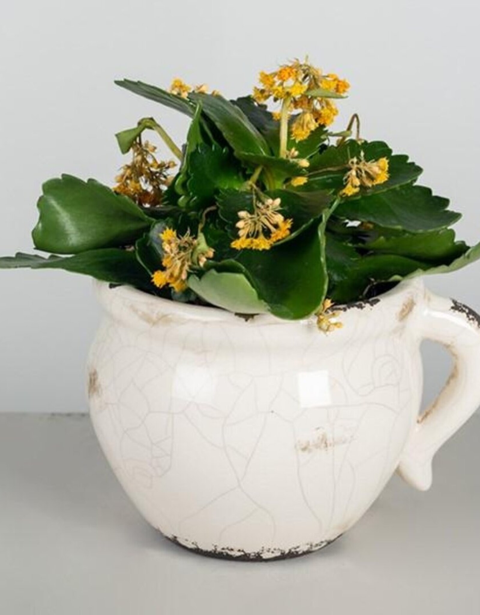 Forpost Trade Glazed Ceramic Flower Pot, Lrg