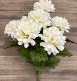 Tri W White Ball Mum Bush