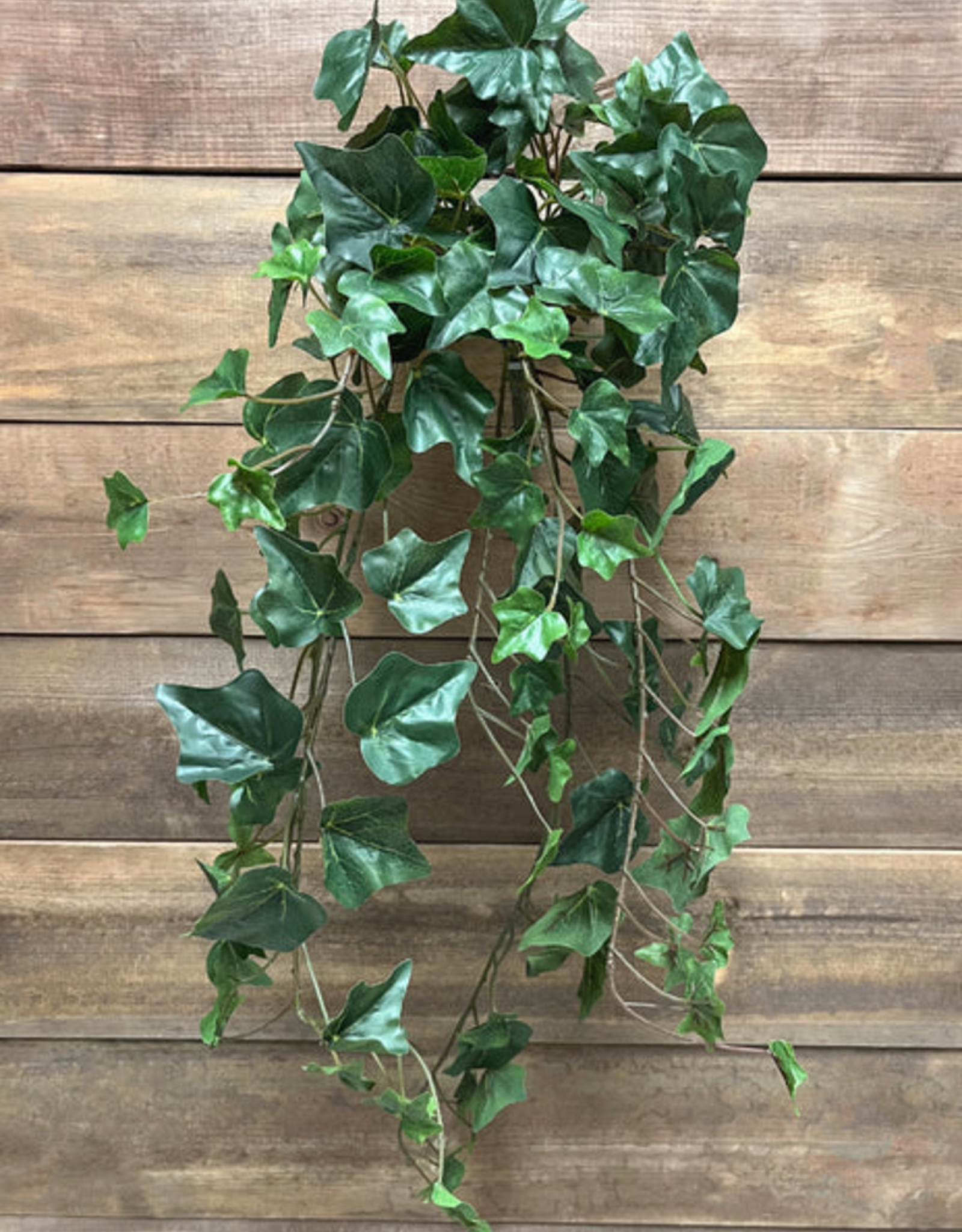 Tri W Green Ivy Hanging Bush